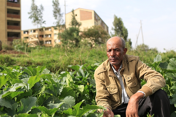 Urban farmer Fekadu Sebani inspects his cucumbers in Addis Ababa_Apollo Habtamu