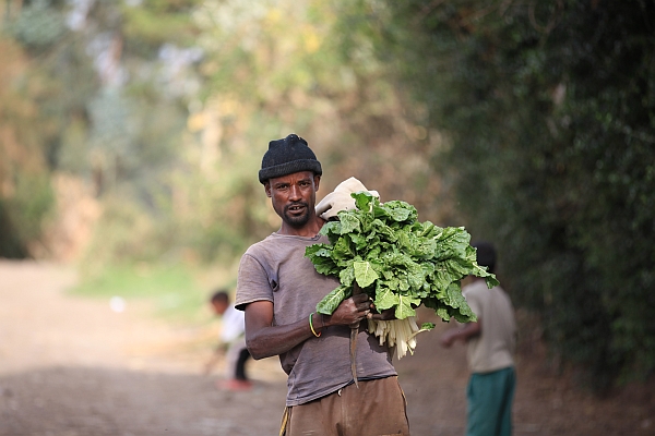 Urban farmer carrying greens from field in Addis Ababa_Apollo Habtamu